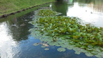 Любовь-морковь