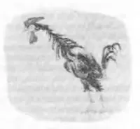 Черный петушок