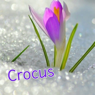 Crocus