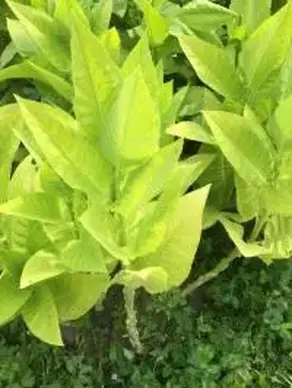 ТАБАК: выращиваем на даче