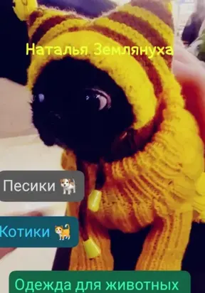 Одежда для животных