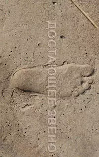 Шанс для приматов