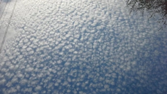 Тополиный пух