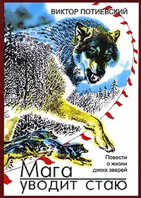 МАГА УВОДИТ СТАЮ