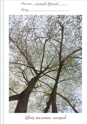 Цвет пыльных листьев