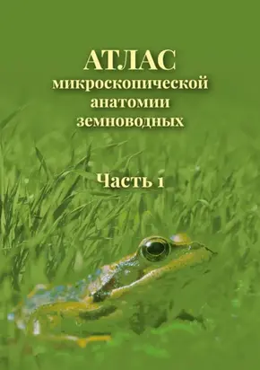 Атлас микроскопической анатомии земноводных. Часть 1