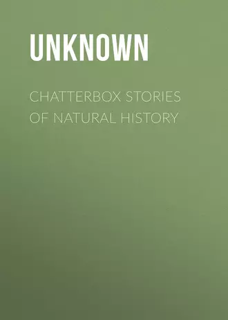 Chatterbox Stories of Natural History