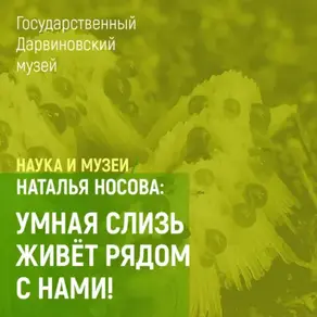 Умная слизь живет рядом с нами!