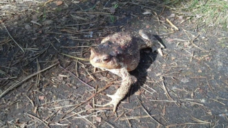 Рассказы о животных