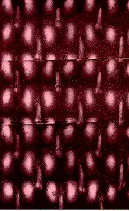 Соитие (Альманах эротической литературы)