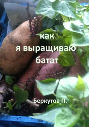 Как я выращиваю батат