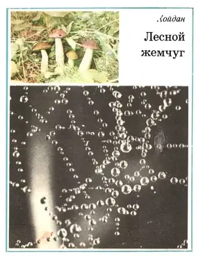 Лесной жемчуг