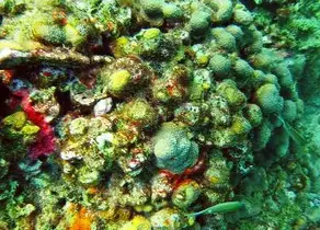 МАЙЯ ГОРИНА