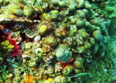 МАЙЯ ГОРИНА