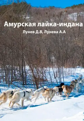 Амурская лайка-индана