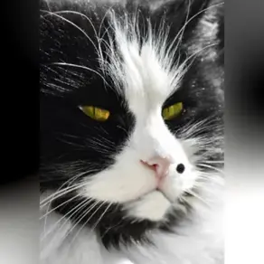 Похождения кота Тишки