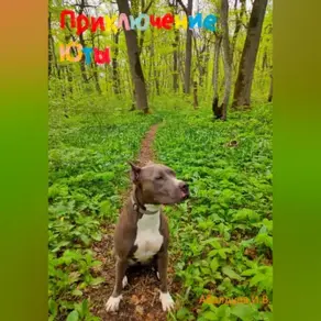 Приключение Юты.