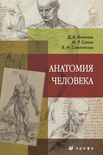 Анатомия человека