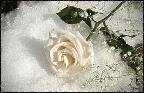 Сожжённые стихи