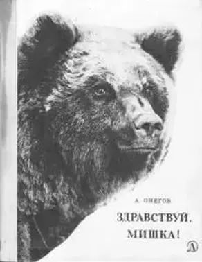 Здравствуй, мишка!