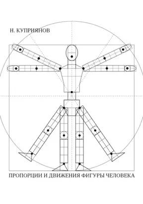 ПРОПОРЦИИ И ДВИЖЕНИЯ ФИГУРЫ ЧЕЛОВЕКА