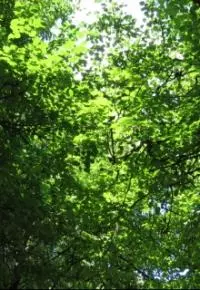 Гаджо с Меловых холмов [СИ]